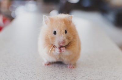 Hamsters do make really great friends; here’s why