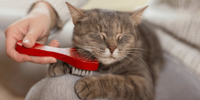 Techniques to consider when brushing your cat