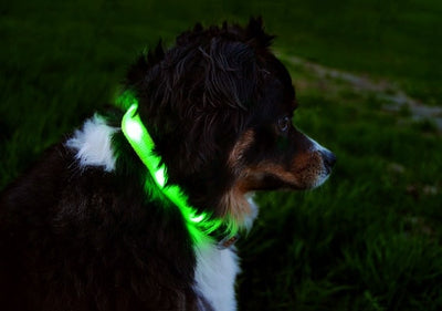 Glowing dog collar – your local companion deserves one