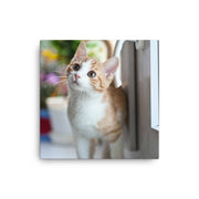 The Pet Delights Canvas - The Pet Delights